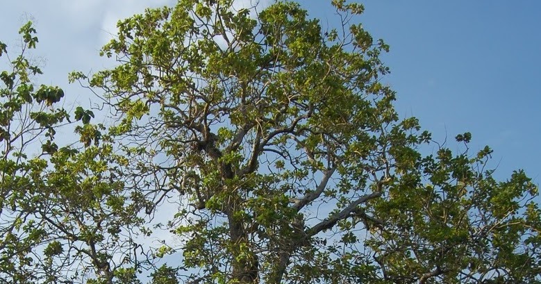 Adaptasi Pohon Jati